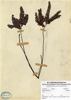 藏品(扇葉鐵線蕨)的圖片